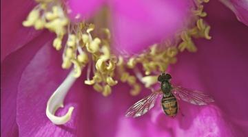 Hoverfly On A Rosa Rugosa